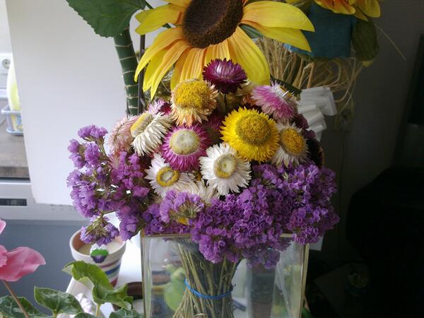 Sanda_Filipesko's tweet image. Buketić iz Ki još uvek živ,mokrinski  sirić davno ponjupali #KiWebBiz