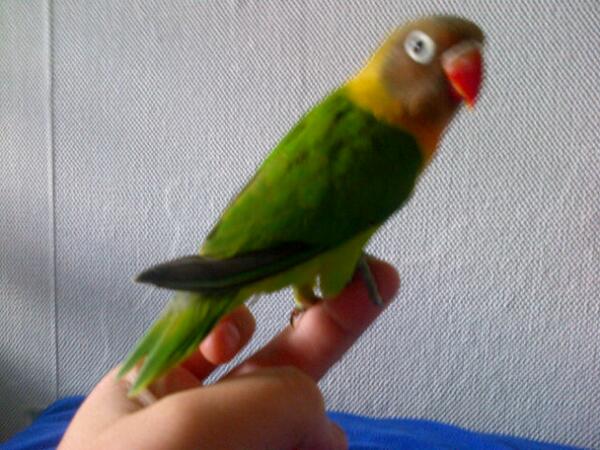 bojaimy tweet picture