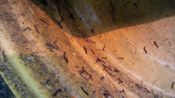 lstockbr's tweet image. Think you don't have BAW. Think again. This is inside of tire after one tank. The're dying now. #decis #berthas