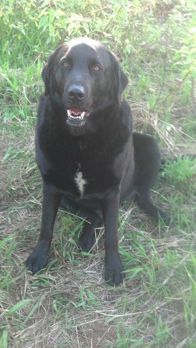 Let's Help #Hoshi get a wheelchair! http://t.co/kCZukAvfvd @SunFMVernon @CityofVernon @TourismVernon<a href="/tag/hoshi"class="tags">#Hoshi</a>