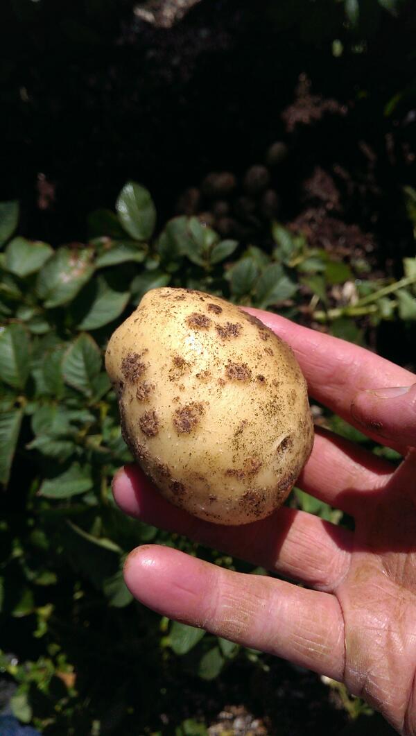 Arjan_Douma's tweet image. Toch al erg vaak gezien hier in de uk #schurft #commonScab