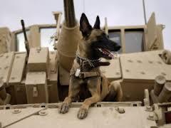 K9 DOGS of WAR tweet media