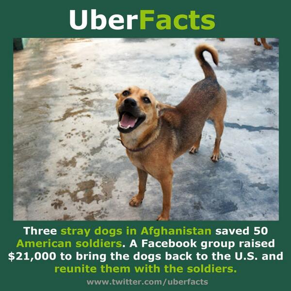 “<a href="/UberFacts/">UberFacts</a>: Three stray dogs save 50 American soldiers. ”<a href="/jayepl/">Jay-Jay Groenewald</a>