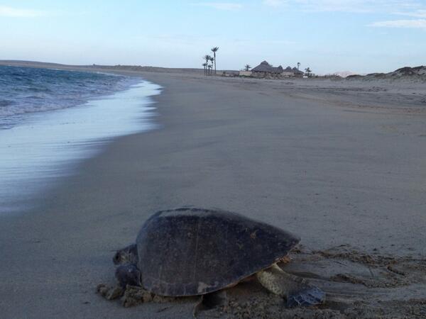 She is returning back to the Sea of Cortez after laying her eggs just beyond the Cabo Riviera beach club.