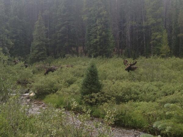 Check out this rare picture: 5 moose, just hanging out, not angry... Yet! <a href="/BreckEpic/">Breck Epic</a> aid station 3