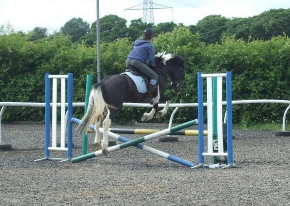 BurrowsF's tweet image. Indy 15.2hh welsh part bred mare 6yo would suit competitive home £2500 call 07779498353 for more info