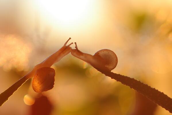 BexOHeath's tweet photo. Just came across a bunch of stunning macro photographs! Lavely stuff (: #vadimtrunov #macro #photograph #snails #cute http://t.co/XTynwYor6q