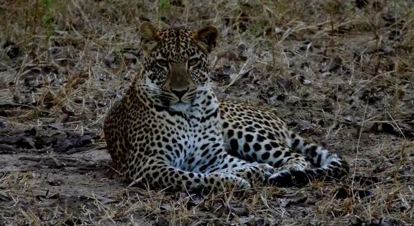 finandwend's tweet photo. Leopard in camp last night but it was camera shy unlike this one! http://t.co/Ev1WurS1yG
