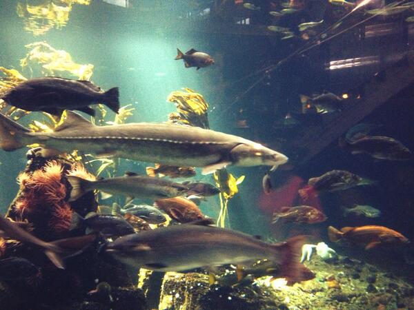 __Jeessi's tweet photo. @SturgeonGeorge don't think I didn't see you there!!! Skipping out on your daily dues just so you could swim. http://t.co/bz3cR8IIXi