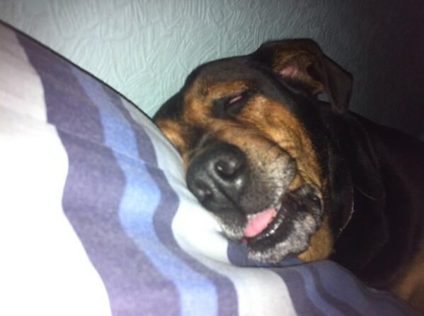TomBerry18's tweet photo. Fast asleep with her tongue sticking out haha http://t.co/GG1BJzqq3h