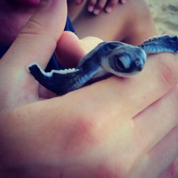 Joestainer1's tweet photo. Cute lil turtle http://t.co/MPtO7HCocl