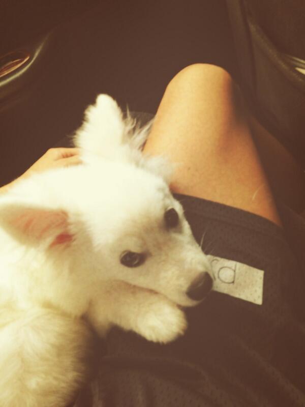 BTS_twt's tweet image. 저희집 새식구에여 여러분 이름은 랩몬. 딱 한번밖에 못봤어요ㅠㅠ 보고싶어 몬아