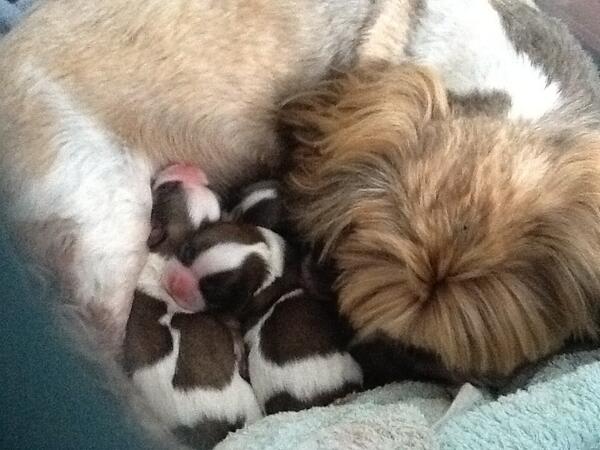 KerisMay's tweet photo. Best dog mum ever !!!,!,,,!,! http://t.co/log1TuoVYk
