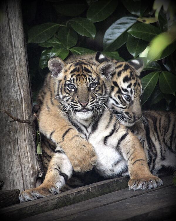 Sisterly love! #tigercubs (Photo by Steve Weaver)