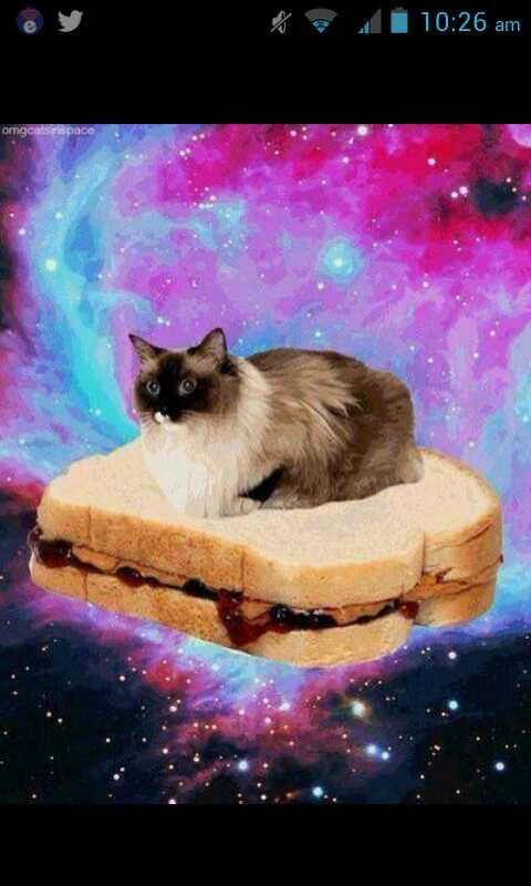 Drunkassdalek's tweet photo. @Mother_Duderior and so humble. Big hug and PLUNGERBUMP to you. Best cat pic ever... http://t.co/a4TkAquxhr