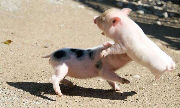 Tinnnnaaaaaaa's tweet image. Omg I love this! :) #PigsDoFly