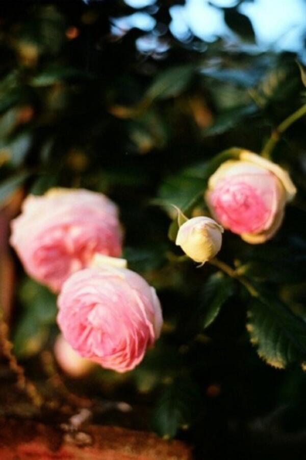 คิดถึงนะ <a href="/Monsicha_MFLMG/"> มนสิชา </a>