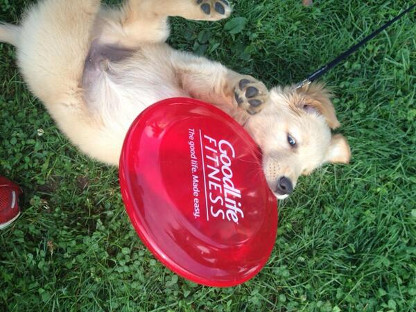 GoodLifeFairway's tweet photo. How cute is this photo? Puppy living the good life... http://t.co/WeorGcIYKG