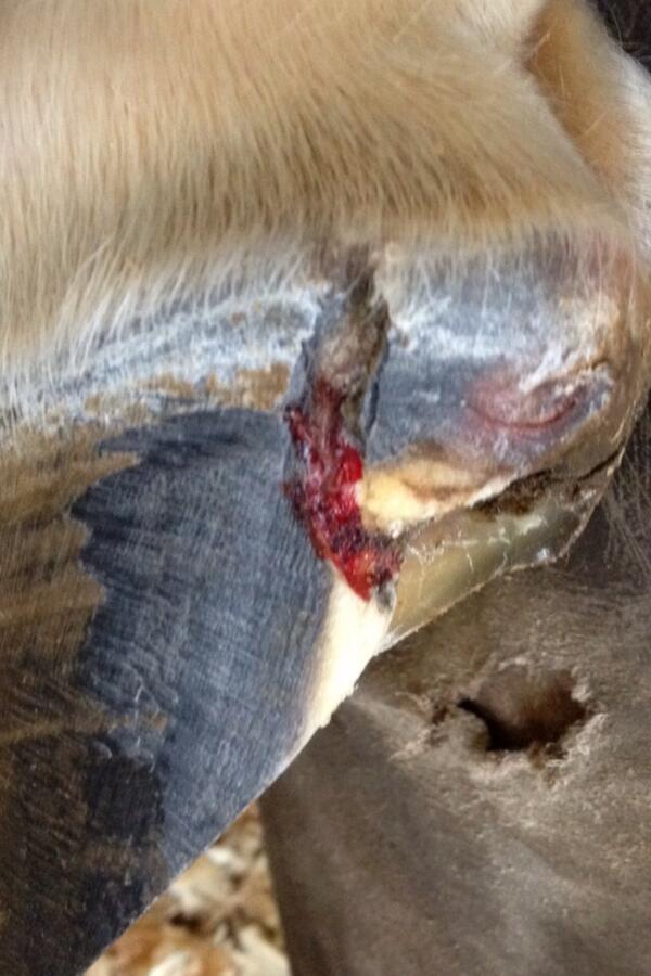 abfarrier tweet picture