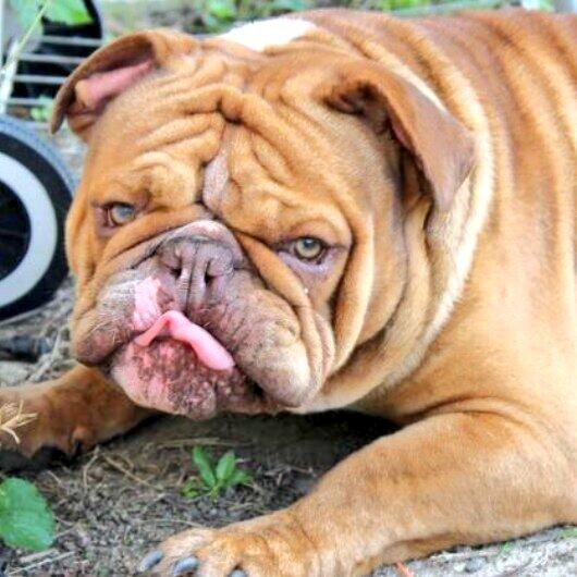 PremiumBuiltBul's tweet image. My lil #greeneyed #moster  &amp;lt;3