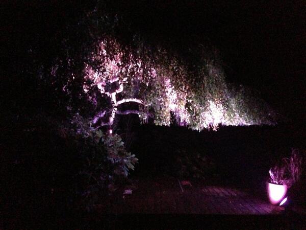 lightinggardens's tweet photo. Checking out our new LED RGB punchy lantern on a weeping silver. http://t.co/xFRWIuGSMh