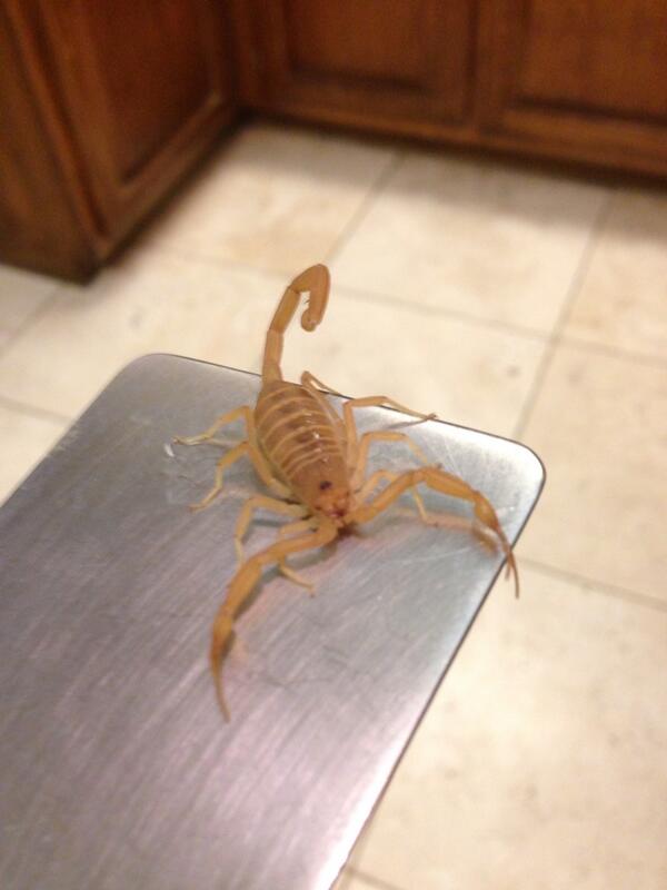 scorpiontech's tweet image. “@JeffFlake: The perils of living in the desert. This guy stung me today. #scorpion. http://t.co/xttNTOYsOb” he needs to call @scorpiontech