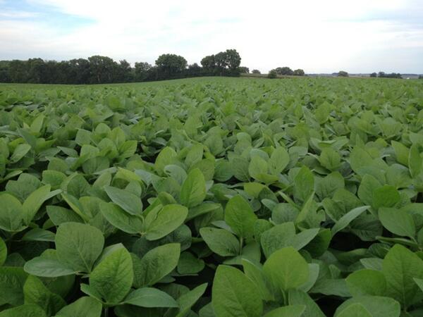 double crop beans are looking good