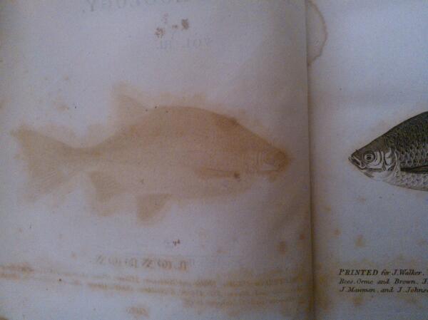 HelenMW82's tweet image. This fish (right) from &apos;British Zoology&apos; [1812] used to be lonely but now he has a ghosty ink twin :) #libraryreview