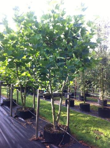 GertJanSchouwen's tweet image. Mooie solitaire Plataan uitgezocht bij @VIPTREE.