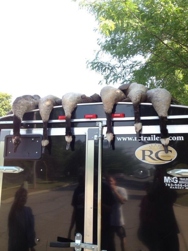 alexschmitz4's tweet image. Honkers! #wacknstack