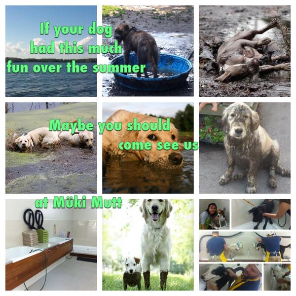MukiMutt's tweet photo. Come wash the cottage off your dog @MukiMutt http://t.co/NqX4aguDkl