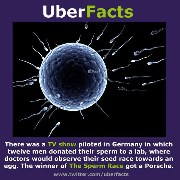 UberFacts's tweet image. The Sperm Race
