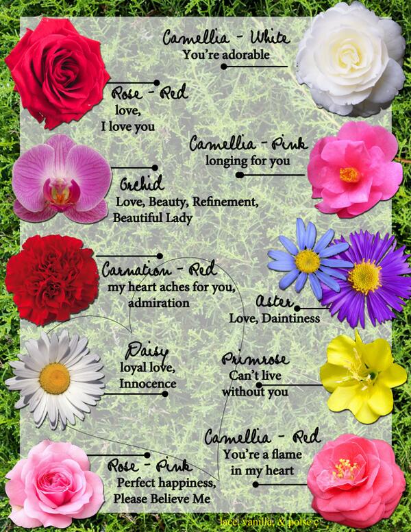 What flower are you feeling right now???? Let us know.
#meaningofflowers #specialforyou