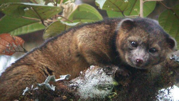 Животных. Млекопитающие представители. Новые виды млекопитающих. Млекопитающие названия. Наземные хищники.