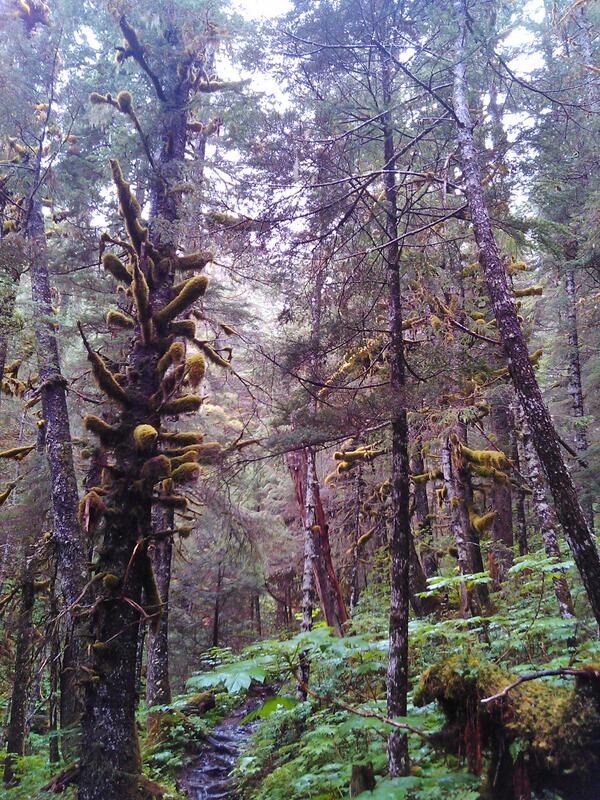 Gadv_Romito's tweet photo. Great hike through this temperate rainforest on @ gadventures Active Alaska http://t.co/RbFgyj8HtA