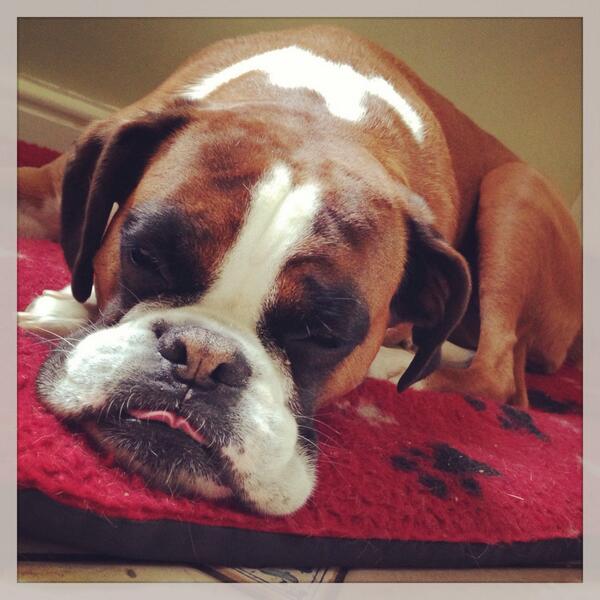 Inditheboxerdog's tweet image. Hello