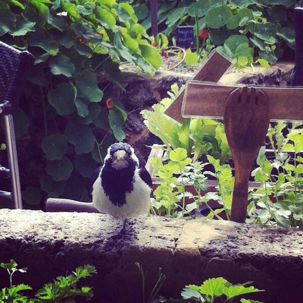 Tweet tweet! Are you subscribed to our weekly newsletter? About to send it out!  perthcityfarm.org.au/mailing-list/