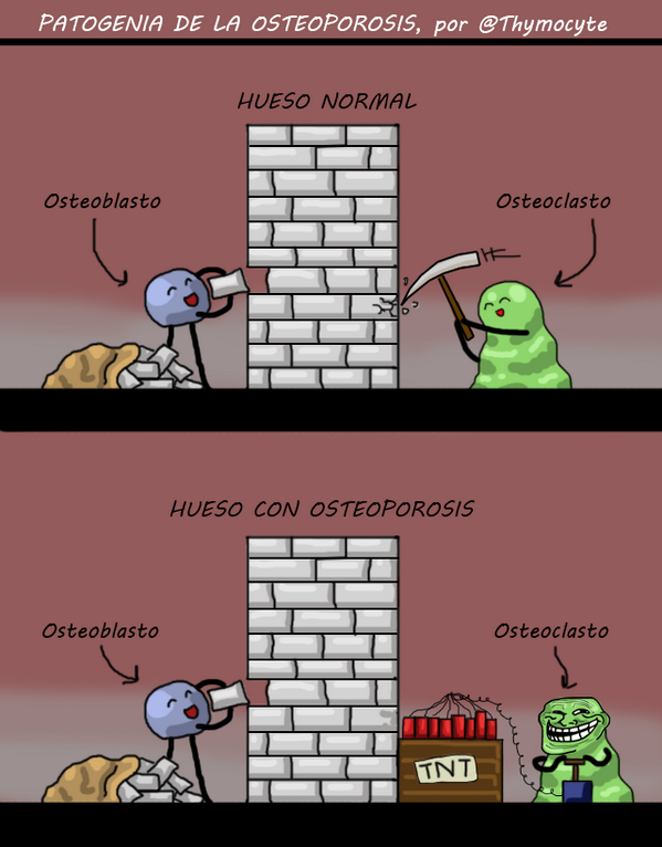 thymocyte's tweet photo. PATOGENIA DE LA OSTEOPOROSIS: http://t.co/9BSHAmBLfq