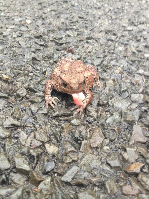 clairebescoby's tweet image. Hopefully saved this little fella this morning all his mates were squashed!!#poortoad