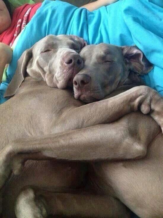 JoeyEssex_'s tweet photo. Look at these weimaraners ! Love these dogs... http://t.co/emAuZL8hiP
