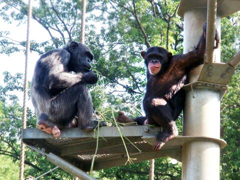 東京ズーネット 公式 多摩動物公園のチンパンジー 独り立ちに向けて子どもたちを母親から離したところ すぐ落ち着きを取り戻したアンナ 一方 なかなか母離れ 子離れできない母チェリーと子ボンボン 写真 最新記事 Http T Co 8mqulv0bqk Http 東京ズーネット 公式 多摩動物公園のチンパンジー 独り立ちに向けて子どもたちを母親から離したところ すぐ落ち着きを取り戻したアンナ 一方 なかなか母離れ 子離れできない母チェリーと子ボンボン 写真 最新記事 Http T Co 8mqulv0bqk Http