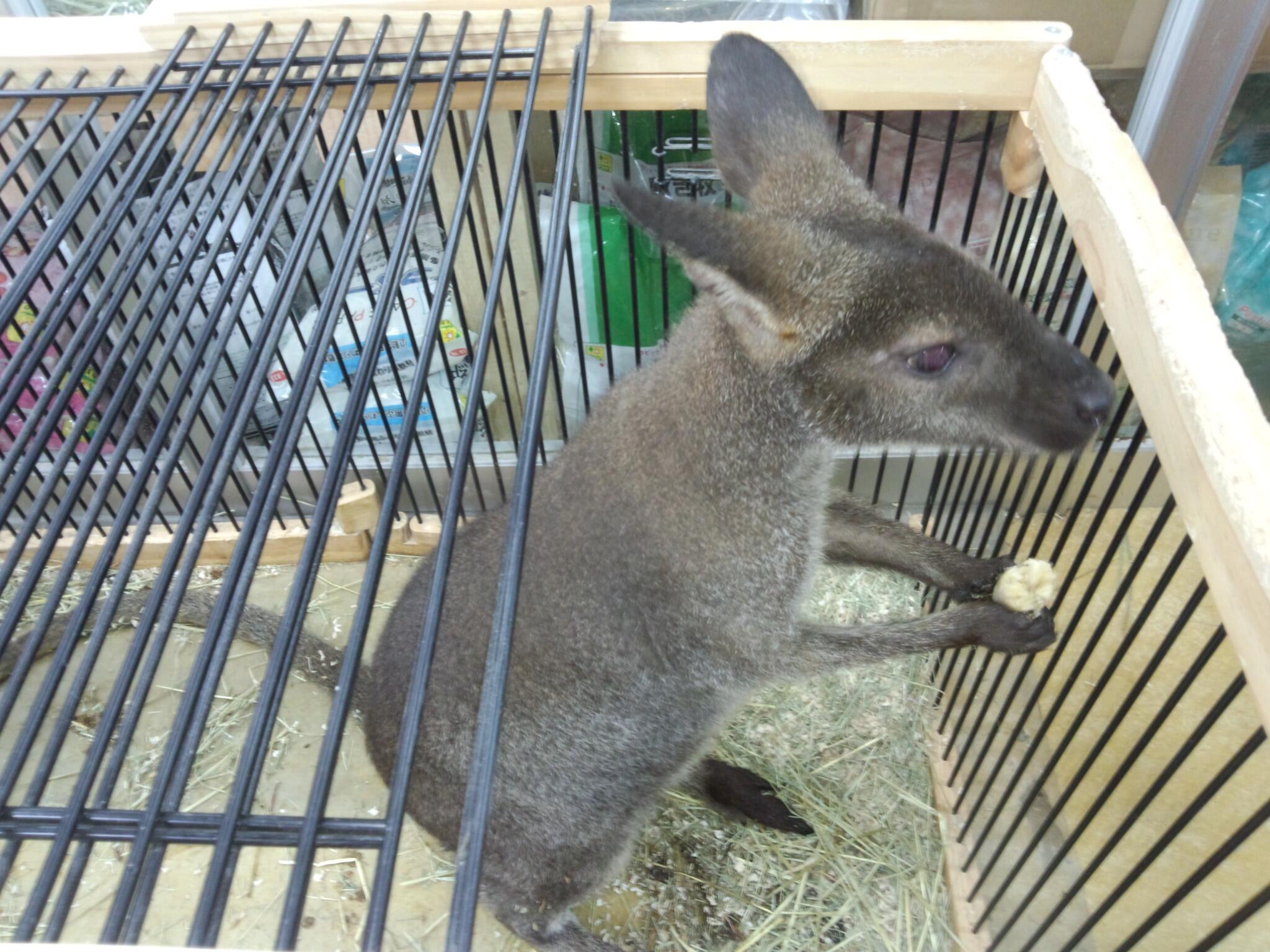 インター店店長 これは可愛い 小型カンガルー ベネットワラビー てっきりバタバタするのかと思いきや頭なでさせてくれて手から餌のバナナを受けとってくれました よく慣れた子です V食べるのに飽きてももらったバナナは離さない Http