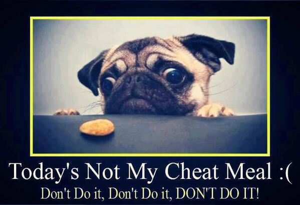 AttackFat's tweet image. That feeling!
#Hunger #Food #Puppy