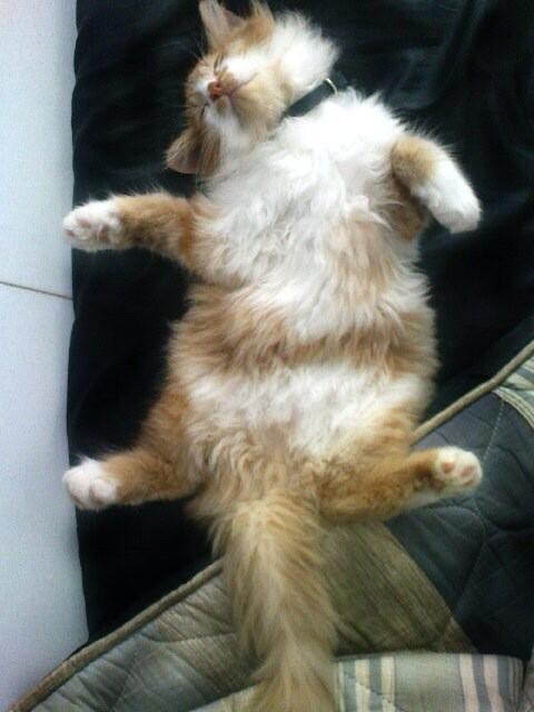 I am so cute! #meow #throwback #sleepingcat