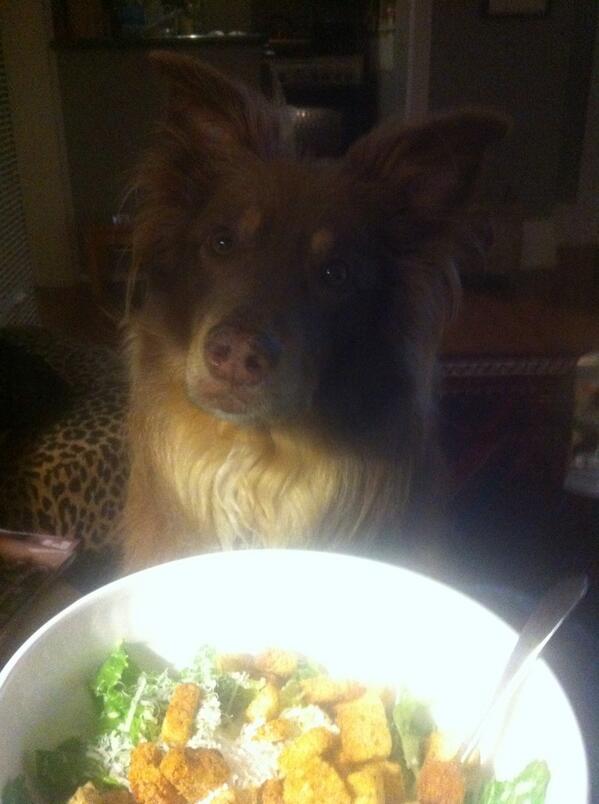 WookieDig's tweet photo. Ummm croutons??? http://t.co/xAPxrnv0Ka