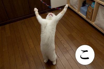 おもしろいネコ画像 Chali3pro Twitter おもしろいネコ画像 Chali3pro Twitter