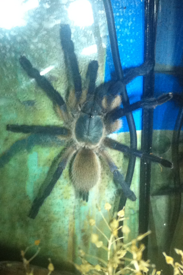 FotoTarantulas's tweet photo. #Monocentropus #balfouri http://t.co/802PlLvUmV