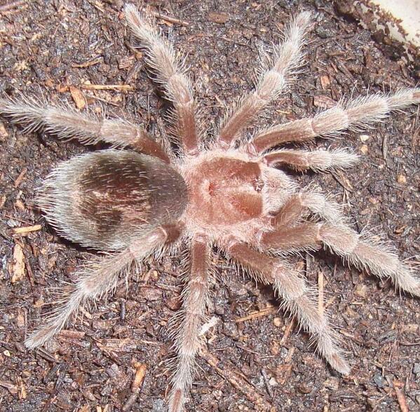 FotoTarantulas's tweet photo. # gramostola #pulchra http://t.co/RGIaZj2n9O
