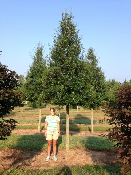 Hunter_Trees's tweet image. 4" STD Fosters Holly (and Tatum). Tough medium size evergreen for urban spaces. #cooltree