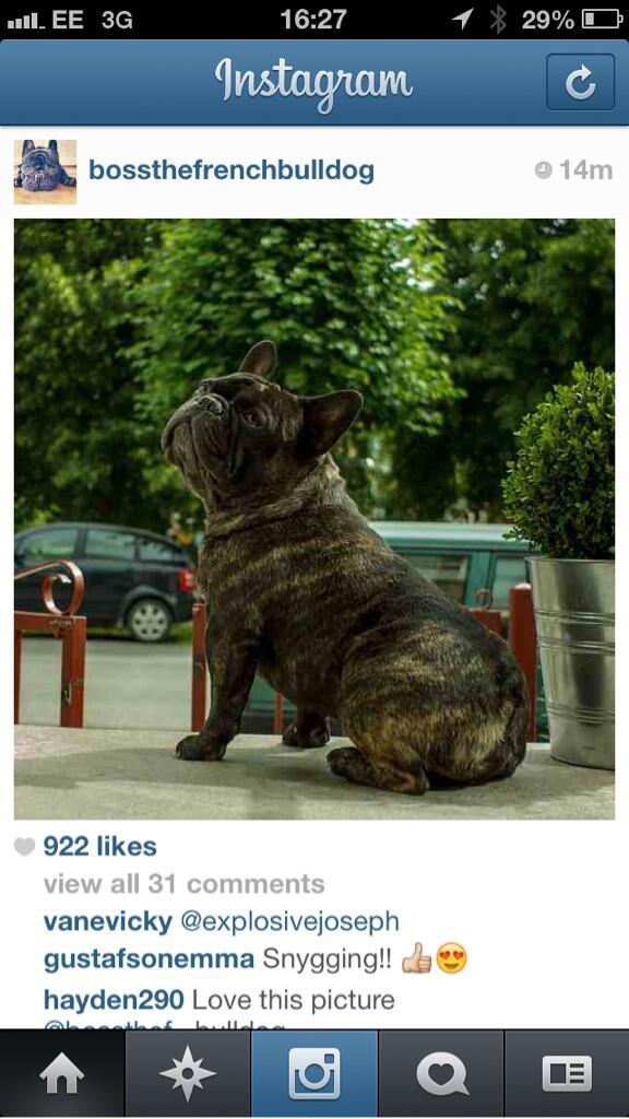 POP1E's tweet photo. Follow this dog on Instagram he is boss http://t.co/zZF5M9QHuu